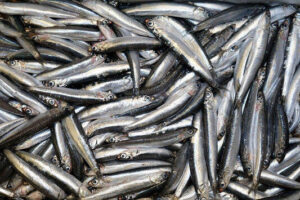 Acciughe Salate